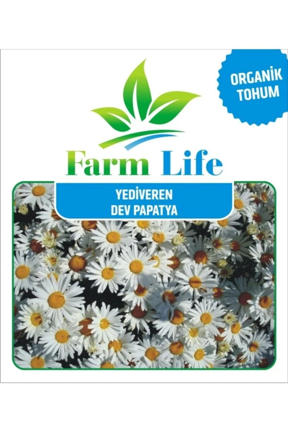 100 Adet Giant Yediveren Papatya Tohumu - Resim 2