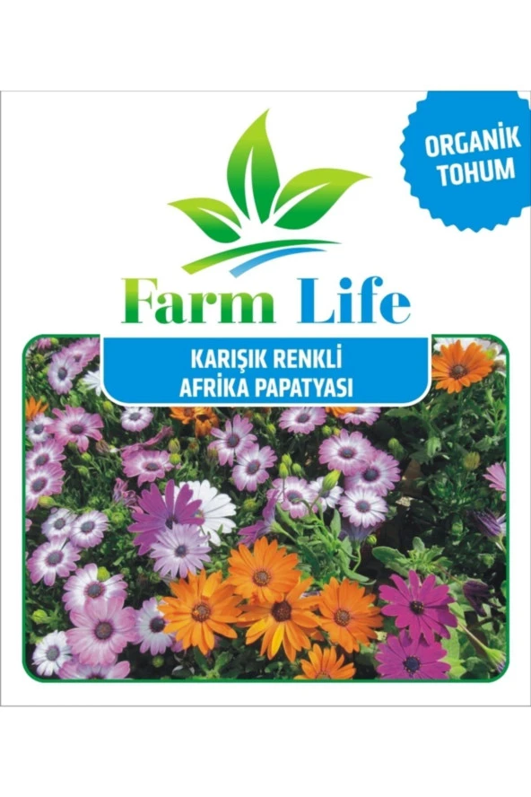 Karışık Renkli Afrika Papatyası Tohumu - Resim 2