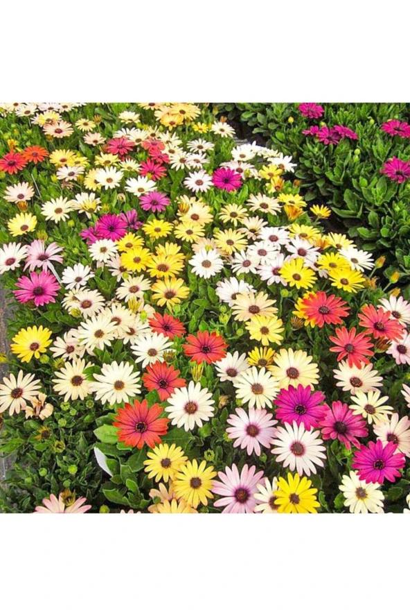 Karışık Renkli Afrika Papatyası Tohumu - Resim 3