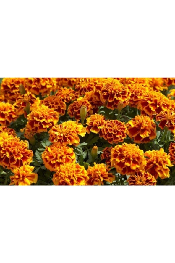 Kadife Çiçeği Tohumu 15 Adet Tohum Kadife Çiçek Tohumu - Resim 3