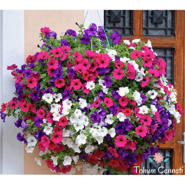 (15-20 Adet) Sarkıcı Petunya Çiçek Tohumu - Resim 2