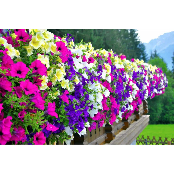 (15-20 Adet) Sarkıcı Petunya Çiçek Tohumu - Resim 3