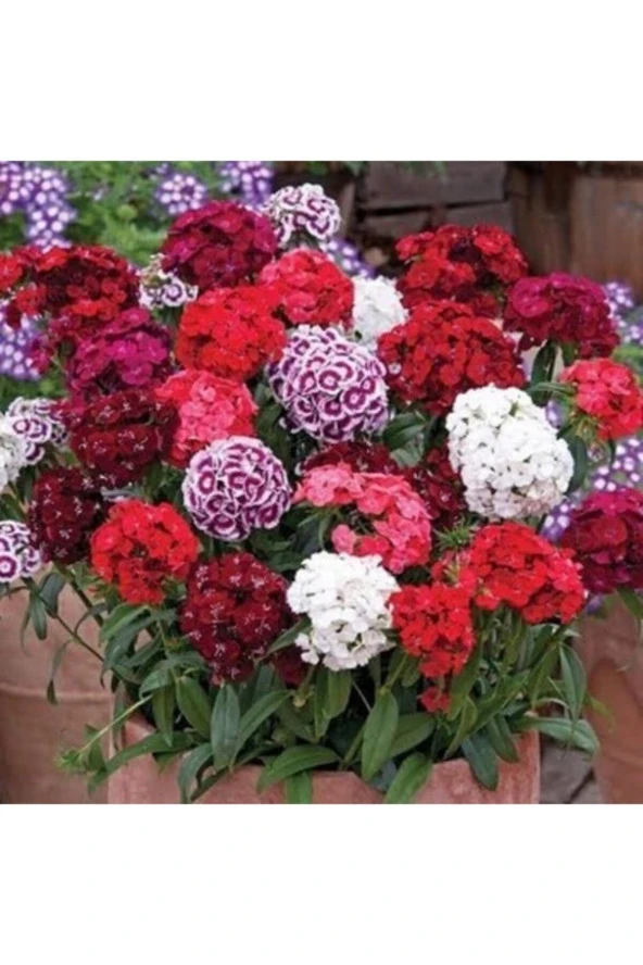 10 Adet Karışık Renkli Hüsnüyusuf Çiçeği Tohumu ürün görseli