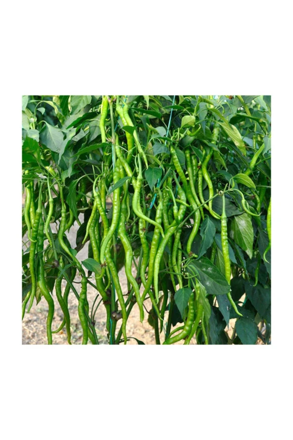 Tatlı Sivri Kıl Biberi Tohumu 50 Adet ürün görseli