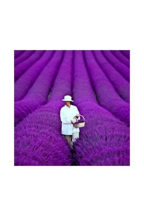 20 Adet Yediveren Mor Lavanta Tohumu ürün görseli 1