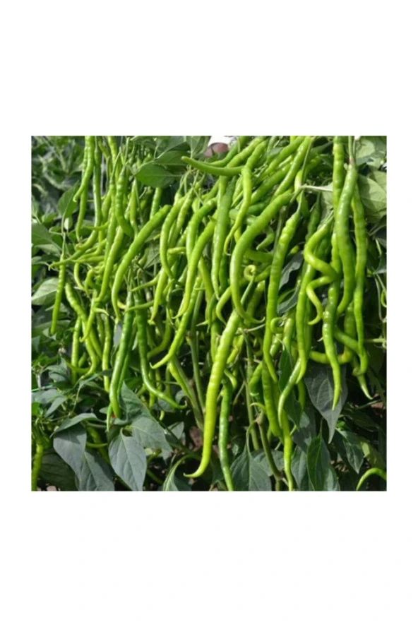 Tatlı Sivri Kıl Biberi Tohumu 50 Adet - Resim 2