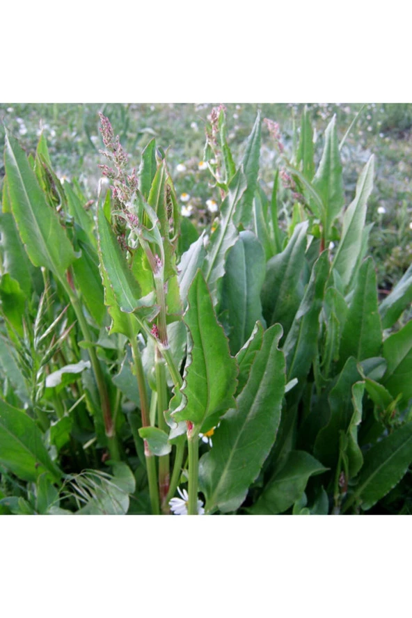 Kuzu Kulağı Ekşimen Tohumu 100+ Adet Saksı Ve Bahçe Için Ideal Ilaçsız Tohum - Resim 2