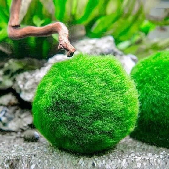 Ada Akvaryum Moss Ball 5-6 Cm Yosun Topu Canlı Bitki 1 Adet