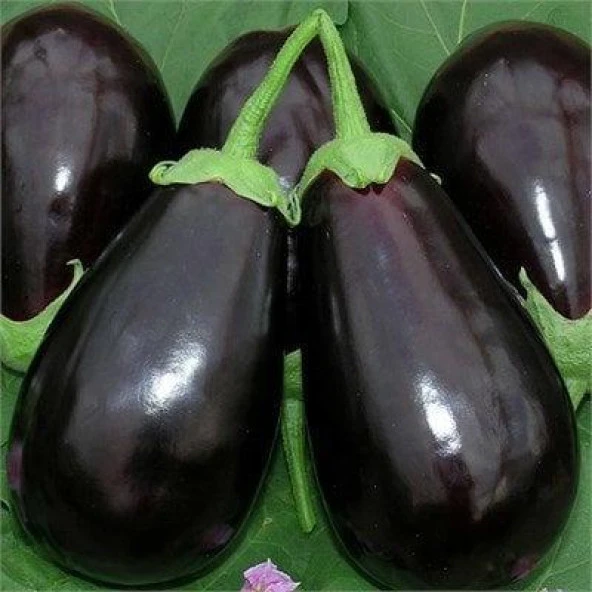 Vezir F1 Patlıcan Tohumu (10 tohum) ürün görseli