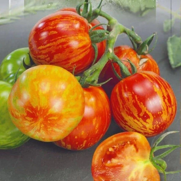 Alaca Zebra Domates Tohumu(15 tohum) ürün görseli 1