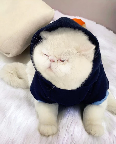 Teddy Roo Kapşonlu Kedi Sweatshirt Kedi Kıyafeti Kedi Elbisesi Kedi Giyim - Resim 7