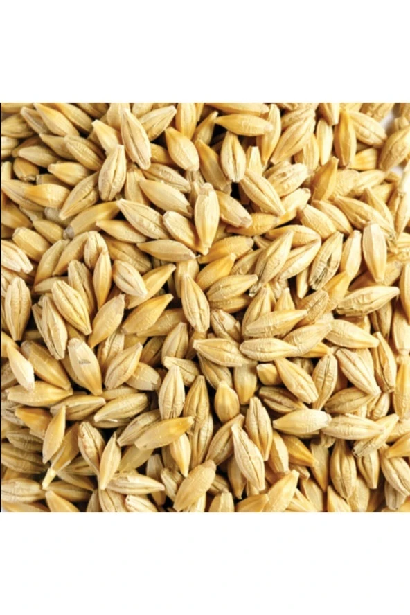 Şenler Zahire - Arpa Tohumu 500 Gram Doğal Arpa Tane Arpa Dane Arpa Kuş Yemi Arpa Ilaçsız Arpa - 2
