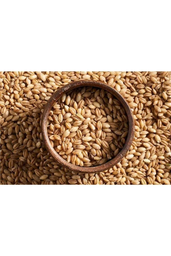 Şenler Zahire - Arpa Tohumu 500 Gram Doğal Arpa Tane Arpa Dane Arpa Kuş Yemi Arpa Ilaçsız Arpa - 3