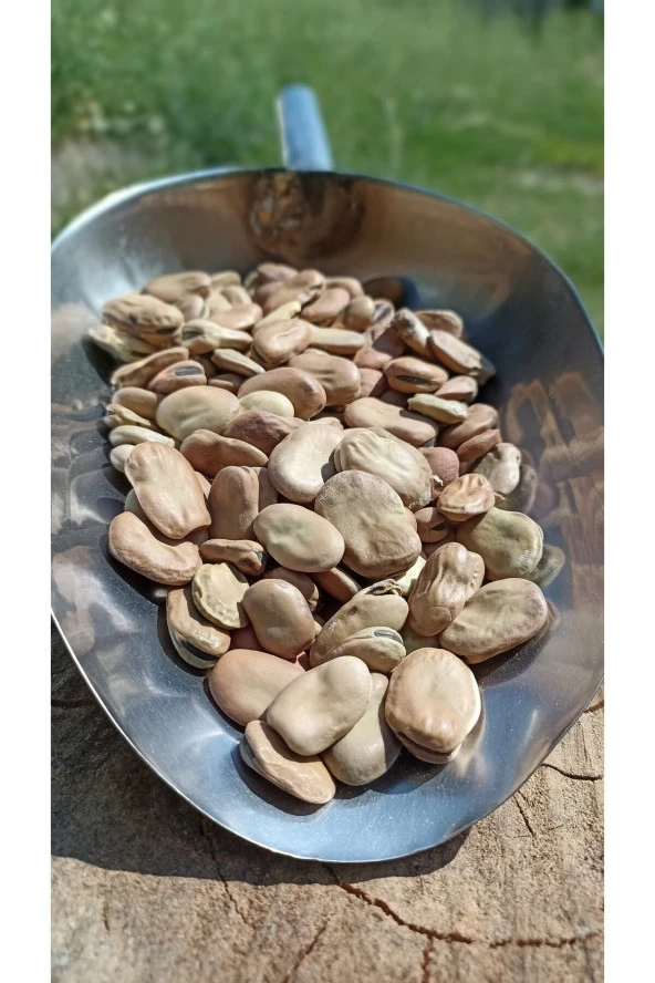 ŞENLER - Kuru Kabuklu Bakla 1 Kg - Yeni Mahsül - 3