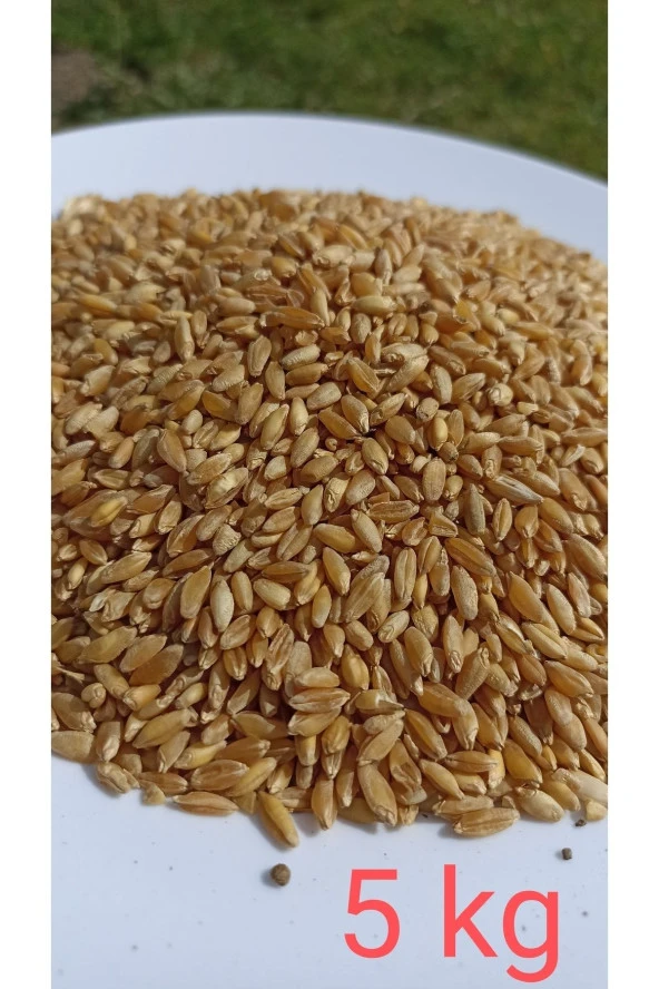 ŞENLER - Doğal Hediklik Buğday - 5 Kg - 2