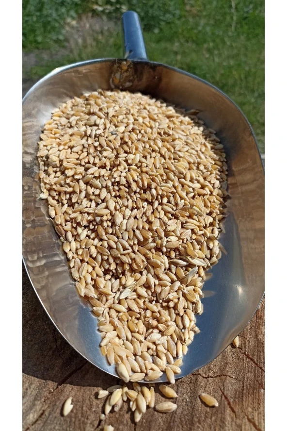 ŞENLER - Hediklik Buğday - Diş Buğdayı- 1 Kg - 2