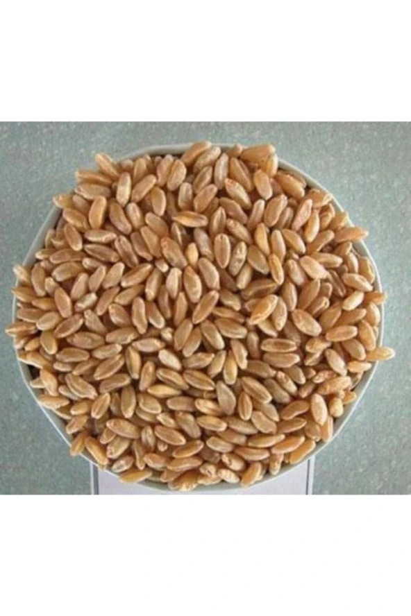 Şenler Zahire -  Yemlik 1 Kalite Güvercin Buğdayı 25 Kg