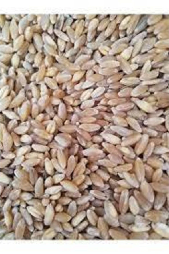 Şenler Zahire - Doğal Yemlik Buğday 20 Kğ Tavuk,Guvercin,Hihdi Kanatlı Yemi