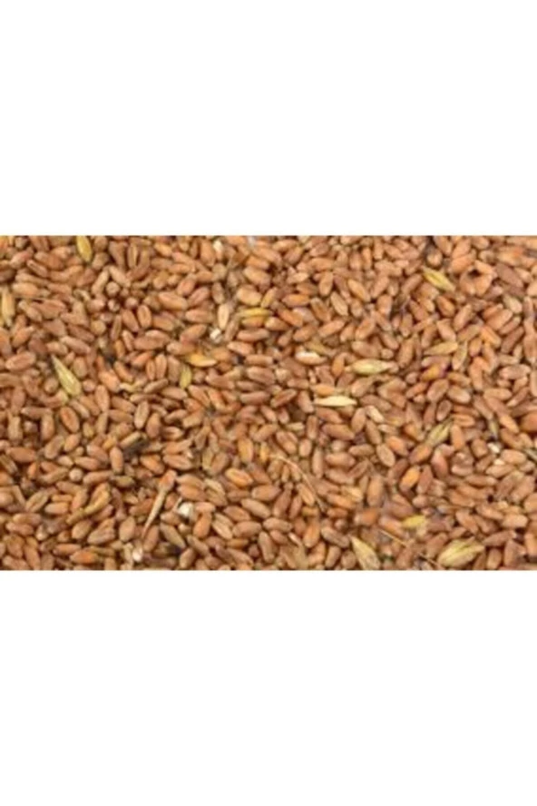 Şenler Zahire - Doğal Yemlik Buğday 20 Kğ Tavuk,Guvercin,Hihdi Kanatlı Yemi - 2