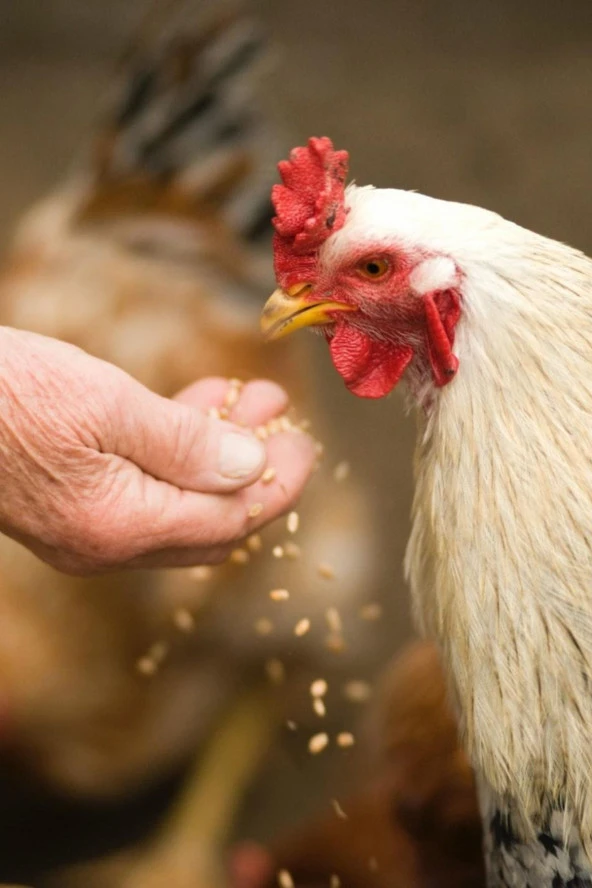 Şenler Zahire - Yemlik Buğday 15 Kg -Kuş-Tavuk-Kaz-Ördek-Güvercin Kanatlı Yemi - 2