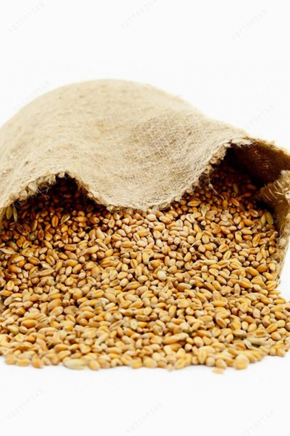 Şenler Zahire - Yemlik Buğday 15 Kg -Kuş-Tavuk-Kaz-Ördek-Güvercin Kanatlı Yemi - 3