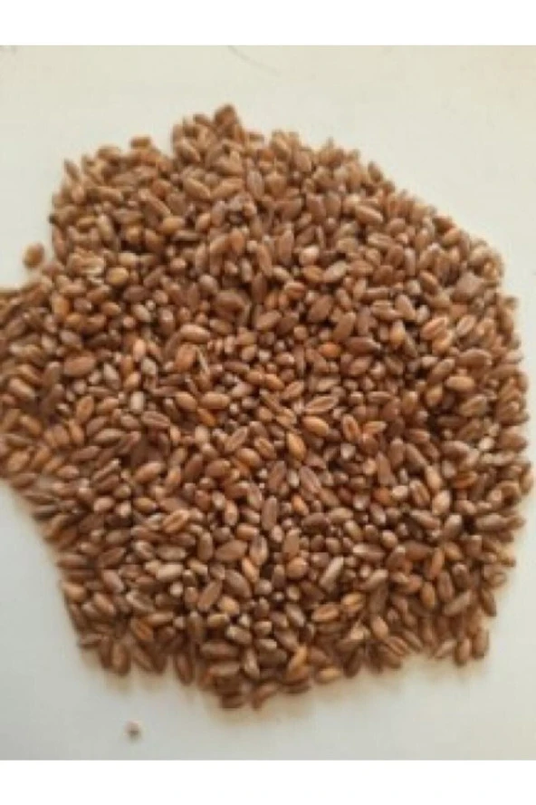 Şenler Zahire - Buğday Yemlik 25 Kg Kanatlı Hayvanlar - 3