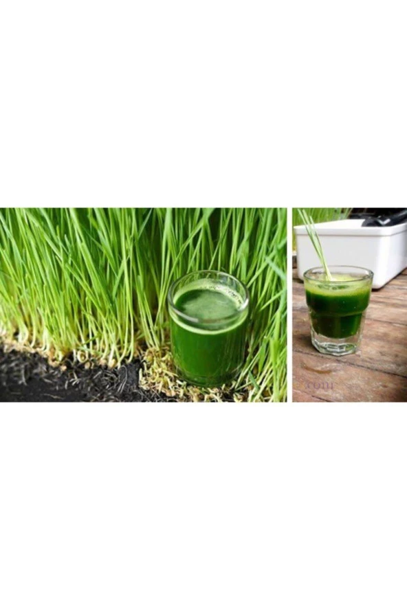 Şenler - TOHUM 1 Kg Organik Buğday Çimi - Kedi Çimi Tohumu - 2