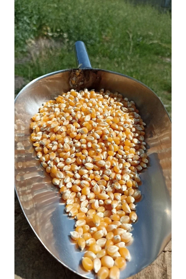 ŞENLER - Cin Mısır - Popcorn - 1 Kg - 2