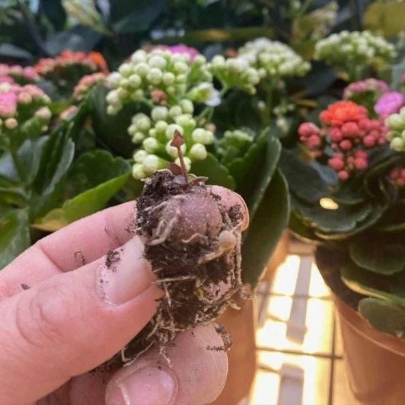 Sarılıcı Ceropegia Woodii Kalp Kalbe Karşı Sukulent Yumrusu (2 Adet Yumru) - 2