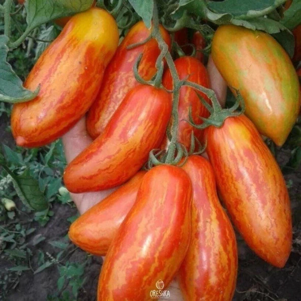 Casady's Folly Domates Tohumu(15 tohum) ürün görseli