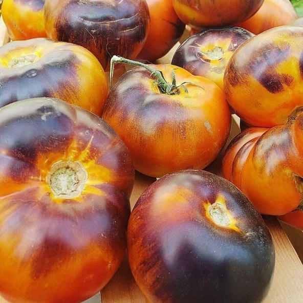 Lucid Gem Domates Tohumu(15 tohum)