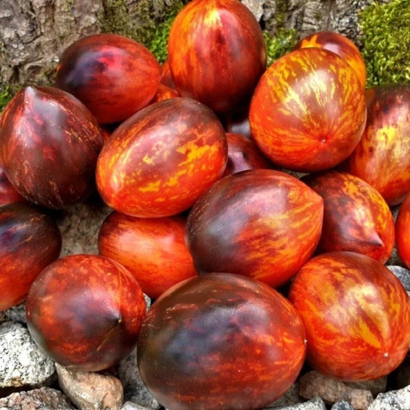 Gargamel Domates Tohumu (15 tohum) ürün görseli 1