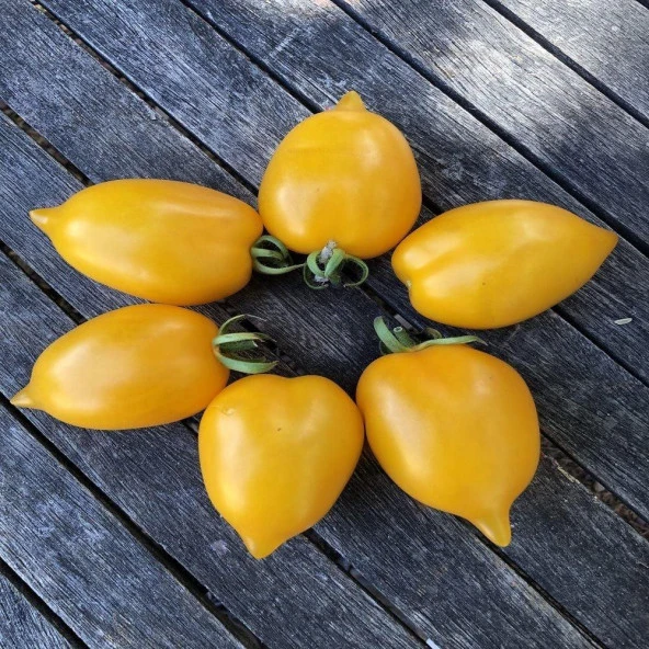 Wonderlight Domates Tohumu (15 tohum) ürün görseli