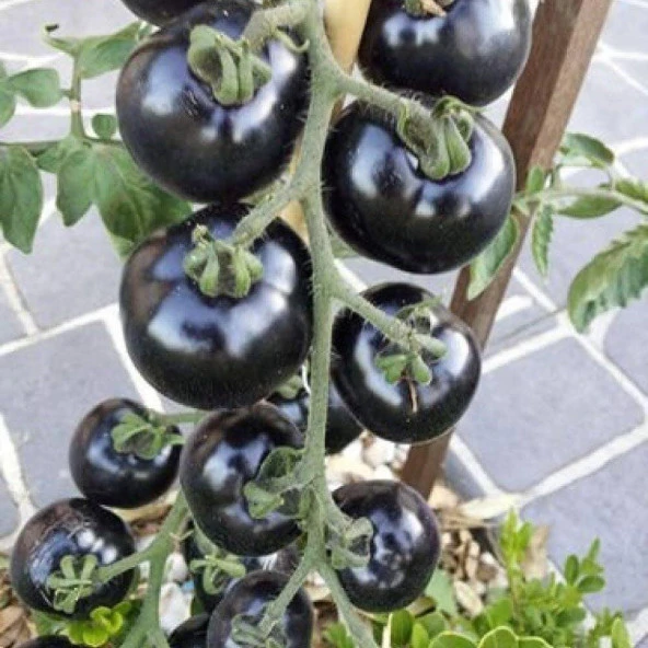 Siyah İndigo Rose Domates Tohumu (15 tohum) ürün görseli