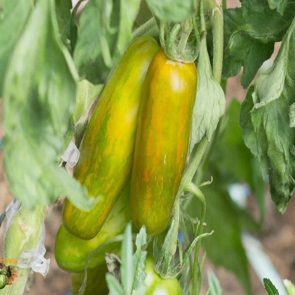 Lange Aermer Uzun Domates Tohumu (15 tohum) ürün görseli