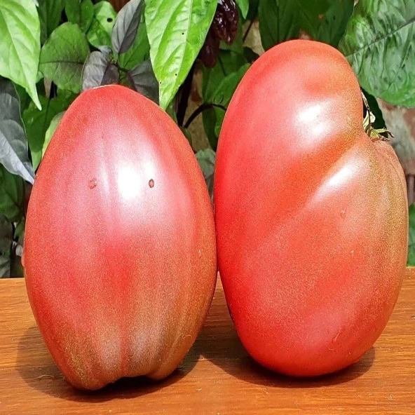 Dwarf Purple Heart Domates Tohumu(15 tohum) ürün görseli 1