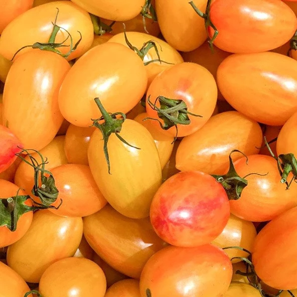 Blush Cherry Kahvaltılık Domates Tohumu (15 tohum) ürün görseli 1