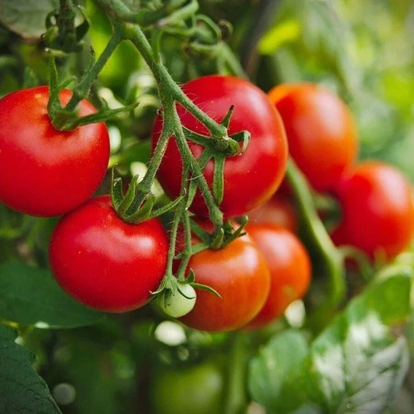 Heirloom Cherry Domates Tohumu (15 tohum) ürün görseli