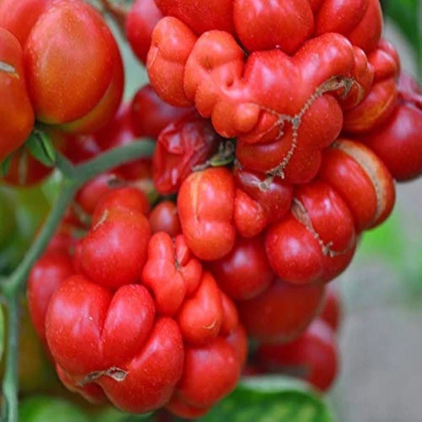 Bol Yavrulu Woyage Domates Tohumu (15 tohum) ürün görseli 1