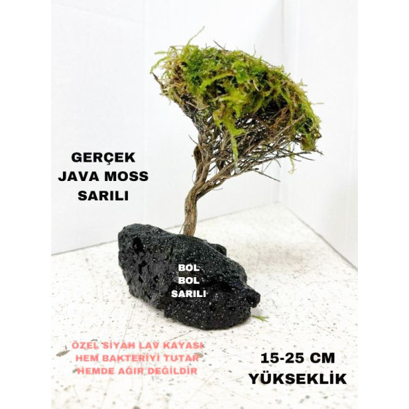 Moss Sarılı Ağaç Figürü Lav Kayasında Moss Ağacı Karides Yuvası Ve Akvaryum Dekoru 15-20 Cm Boy - 2