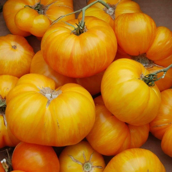 Big Yellow Domates (tomatoes) Tohumu (15 tohum) - 1