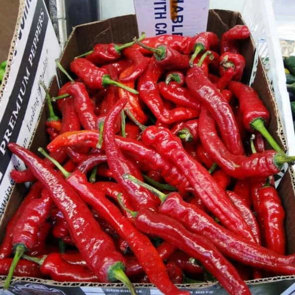 Çok Acı Etli Şili Acı Biber Fidesi (5 adet) - 4