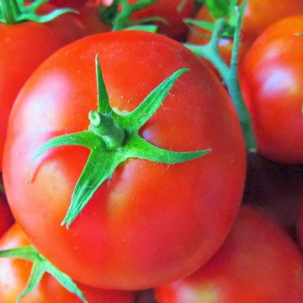 Falcon Domates Tohumu (2 gram) ürün görseli 1