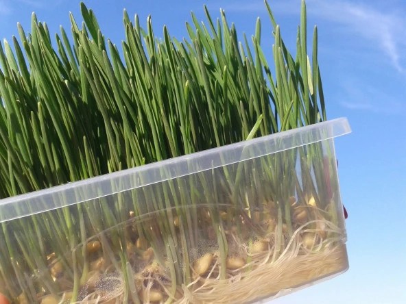 Tohum Çimlendirme Kutusu 18 Gözlü Mini Sera - 3