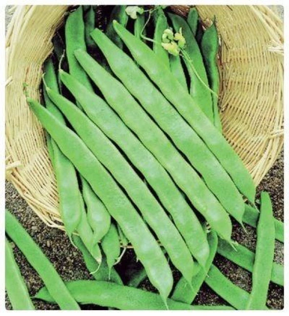 Ece Alman Ayşe (Sırık-Geniş) Fasulye Tohumu (20 Tohum) ürün görseli