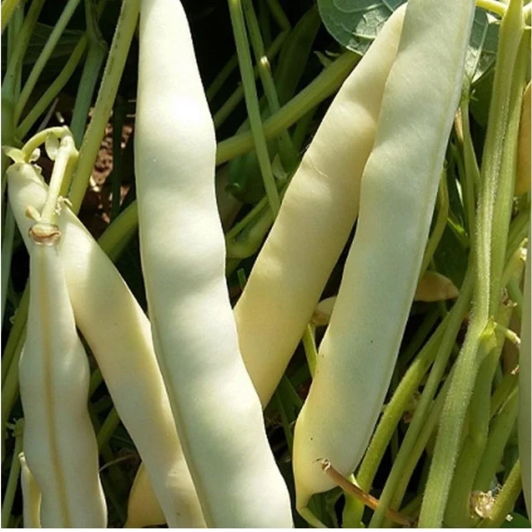 Hanımteni Çağlayan Sırık Turşuluk Beyaz Fasulye Tohumu (25 gram) ürün görseli