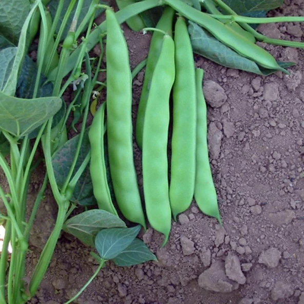 Sırık-Özayşe Fasulye Tohumu (25 gram) ürün görseli 1