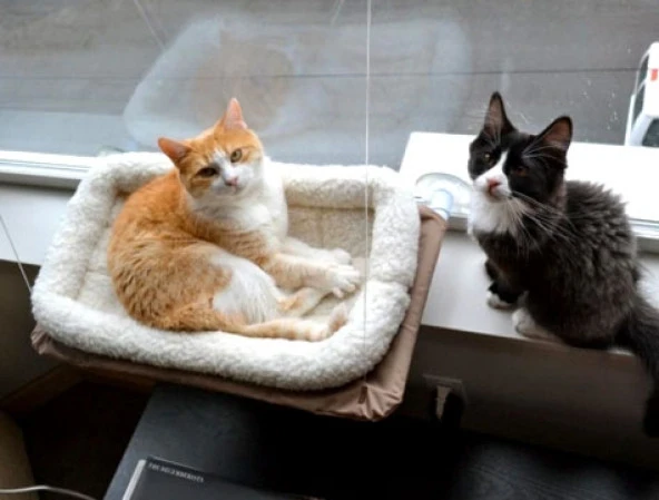 Seat Cama Asılan Kedi Yatağı - Resim 3