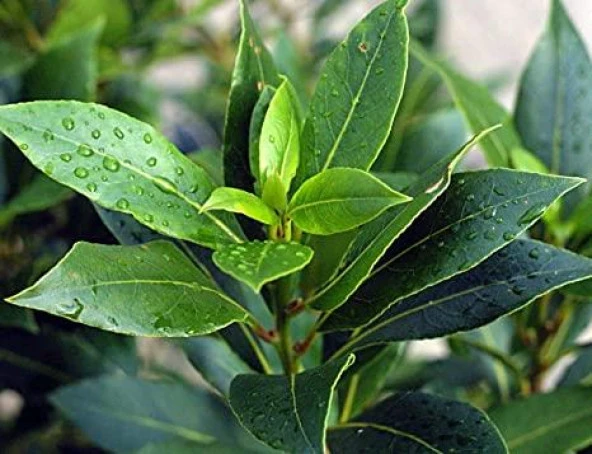 Saksılı Defne Fidanı 30 - 40 Cm Laurus Nobilis - Resim 2