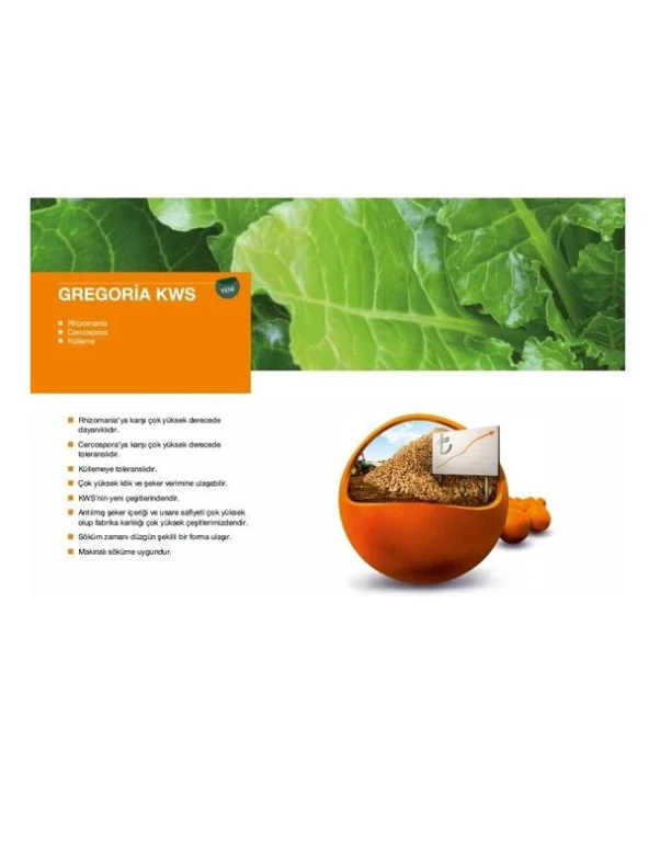 Kws Gregoria Şeker Pancarı Tohumu 100.000 Ad. - 3